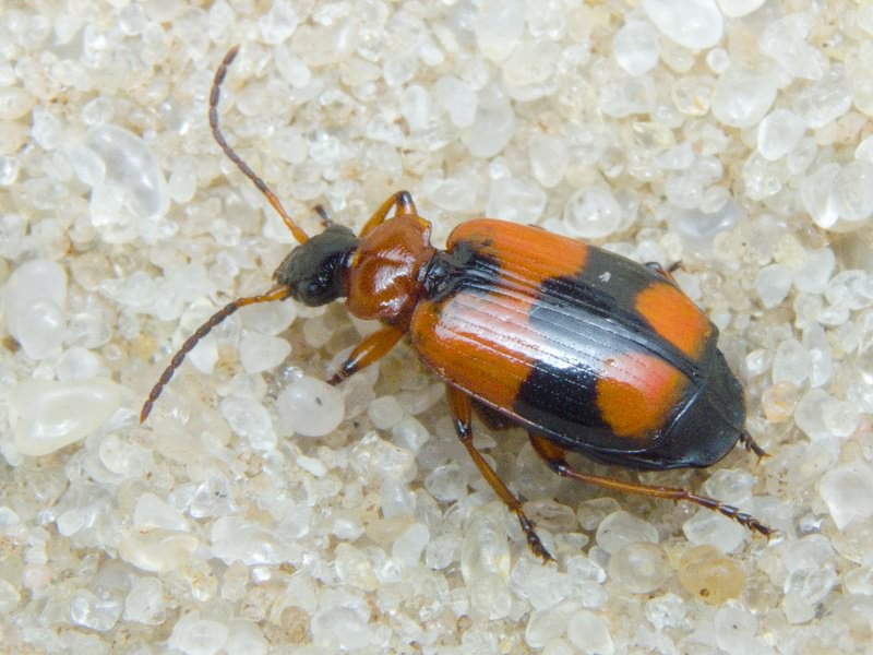 Lebia cruxminor (Linne, 1758)